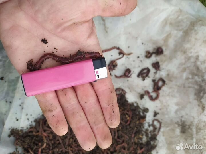 Червь навозный