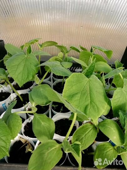 Рассада овощей