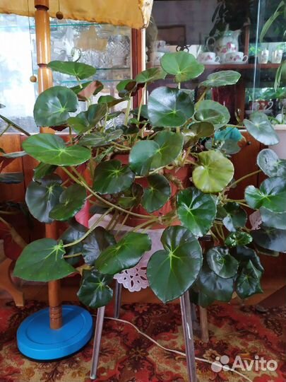 Комнатные цветы