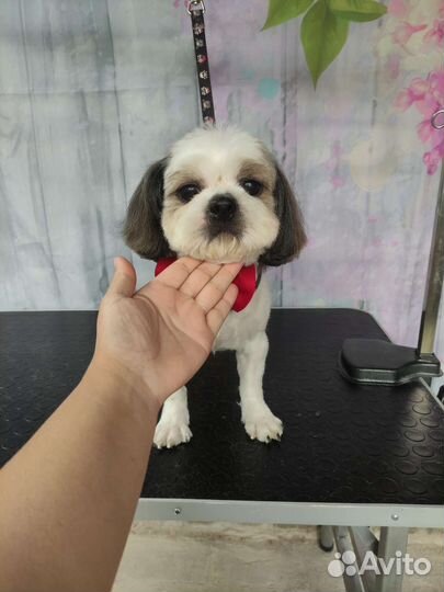 Груминг, стрижка животных