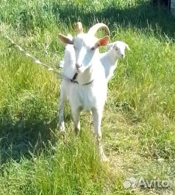 Козлик Ламанча