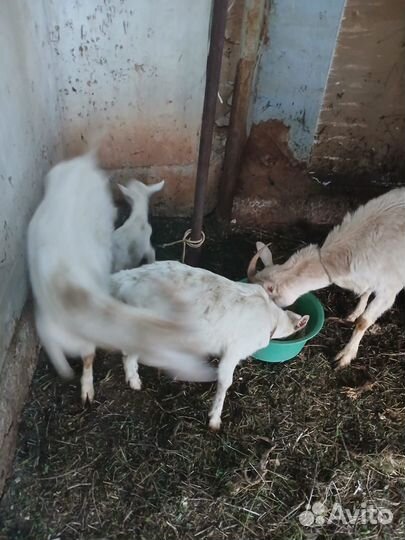 Поросенок ландрас