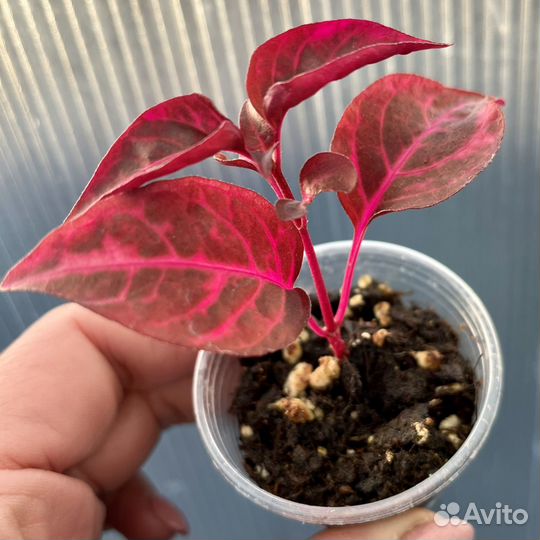 Альтернантера