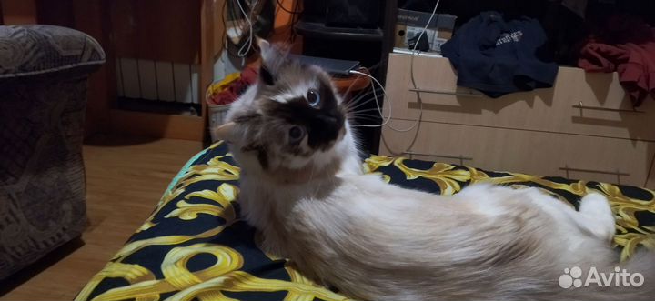 Случка кошки