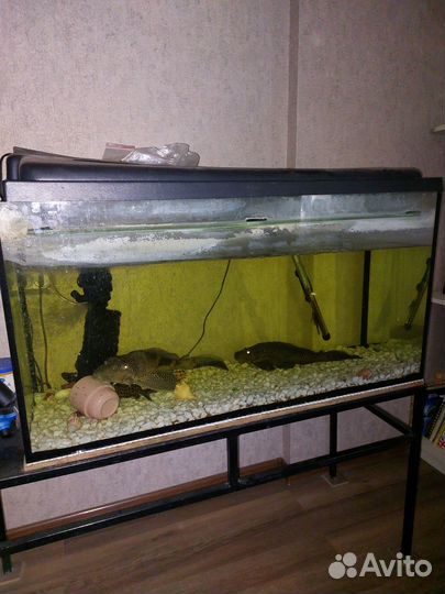 Продаю аквариум 200 литров вместе с рыбами