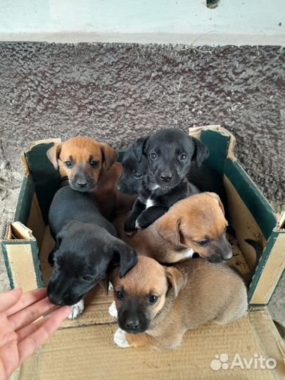 Собаки щенки бесплатно такса