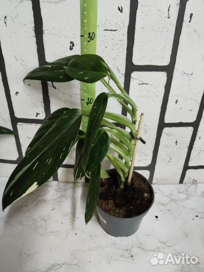 Филодендрон кобра белая