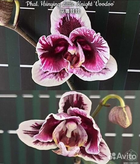 Орхидея фаленопсис Little Knight Voodoo