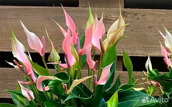 Антуриум Лили (чудесный розовый спатифиллум)