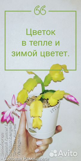 Шлюмбергера (Декабрист) вариегатные