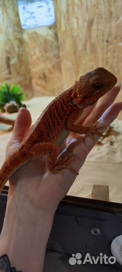 Бородатая агама