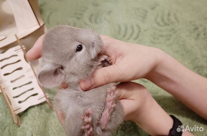 Шиншиллята