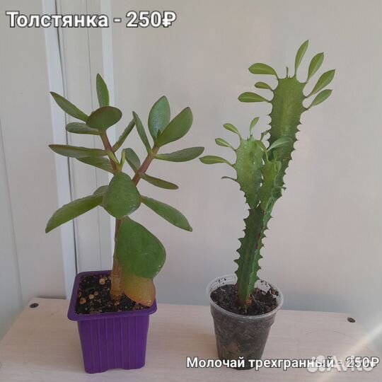 Филодендрон Сканденс бразил, Эпипремнум N-joy