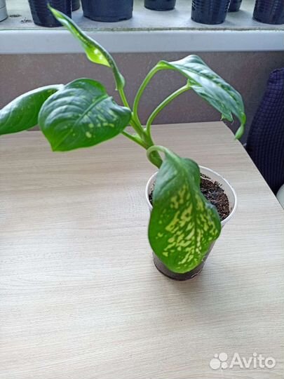 Цветочное ассортт