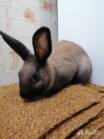 Декоративные кролики