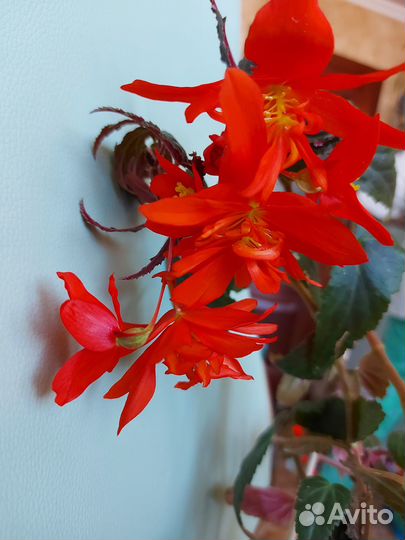 Бегония Ампельная Belleconia