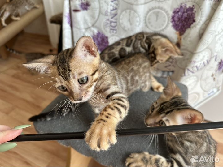 Бенгальские котята