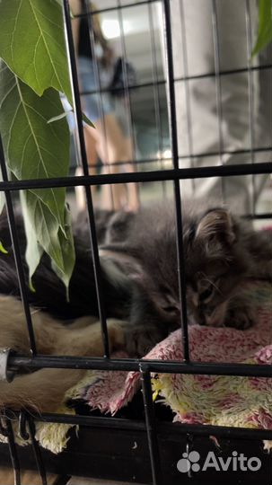 Котята в добрые руки приучены к лотку