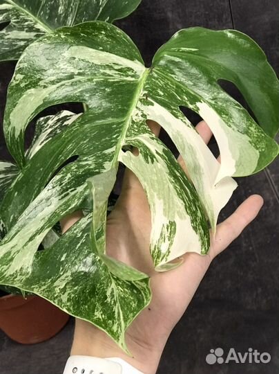 Monstera Deliciosa Variegata
