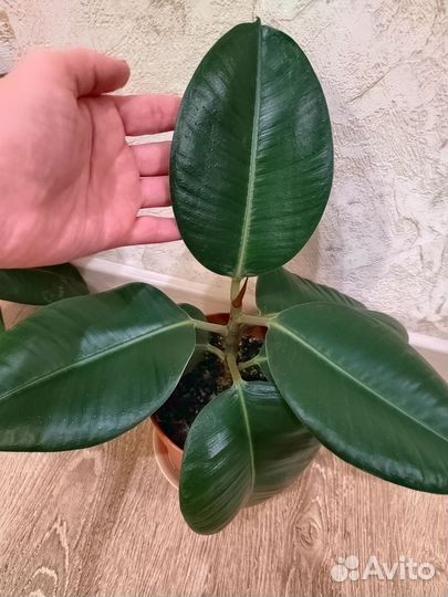 Фикус каучуконосный эластика