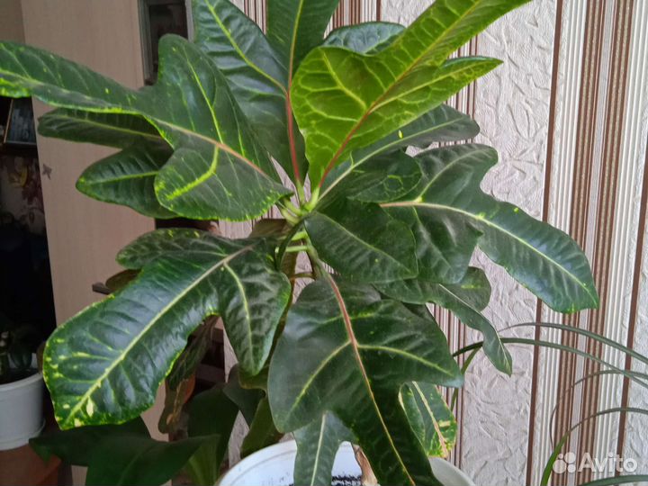 Комнатные цветы