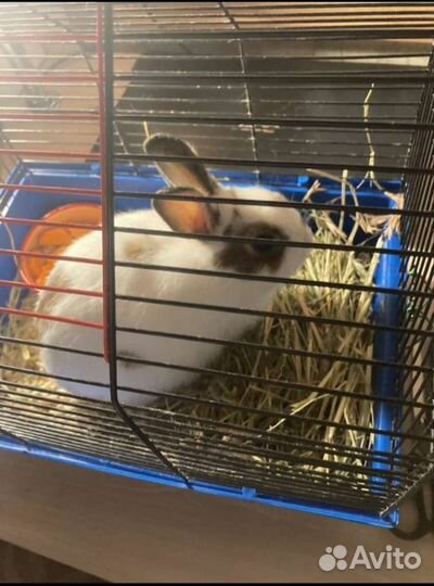 Декоративные кролики