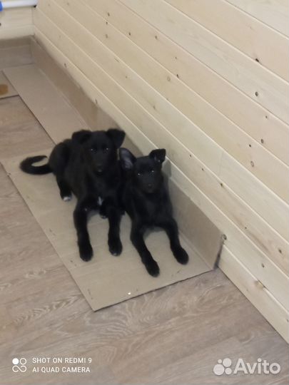 Отдам в добрые руки
