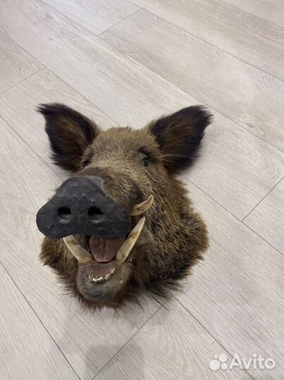 Продам Чучело головы кабана