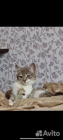 Кошка в дар бесплатно