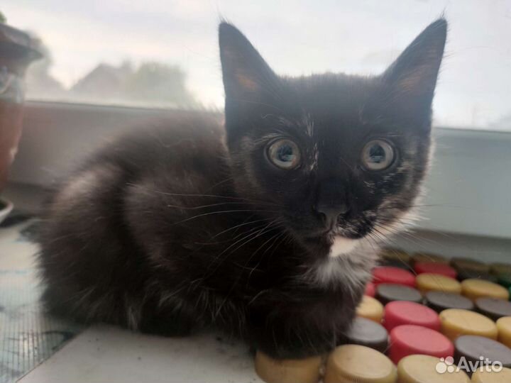 Котята