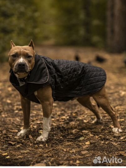 Попона для собак весна-осень
