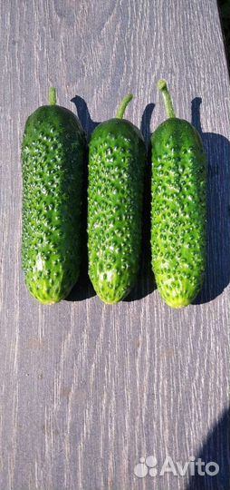 Семена для профессионалов