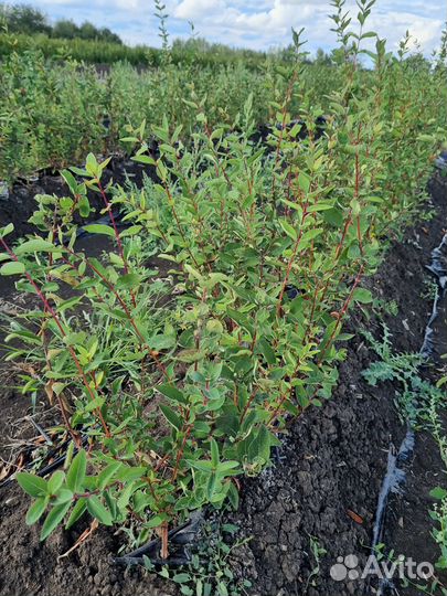 Саженцы Жимолость Опт