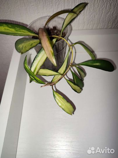 Хойя вайети триколор