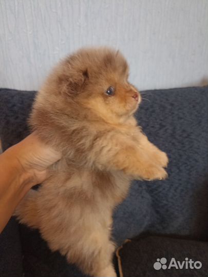 Померанский шпиц мини щенки