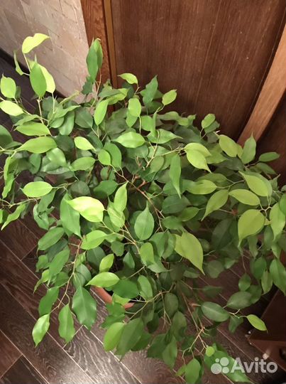 Фикус Бенджамина (высота больше метра)