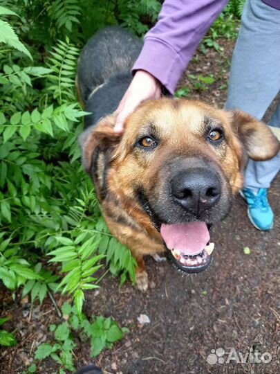 Добряк Бой в поисках дома