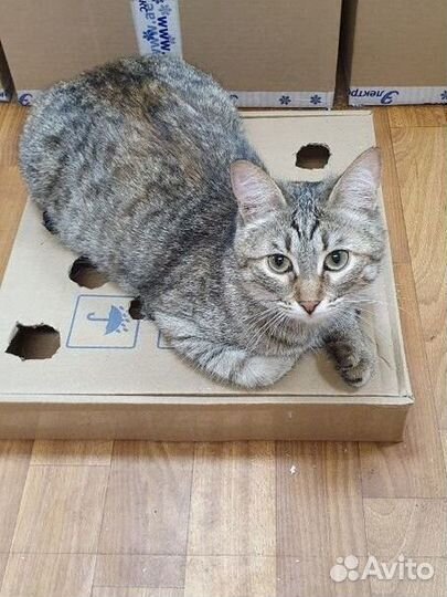 Кошечки ищут дом