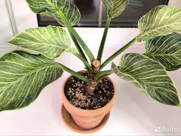 Филодендрон Биркин