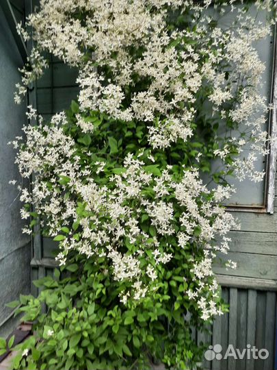 Клематис ректа