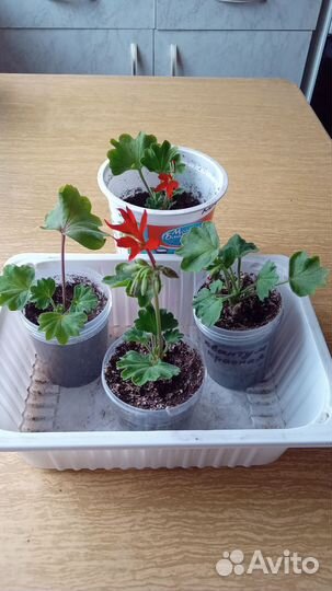 Пеларгония герань