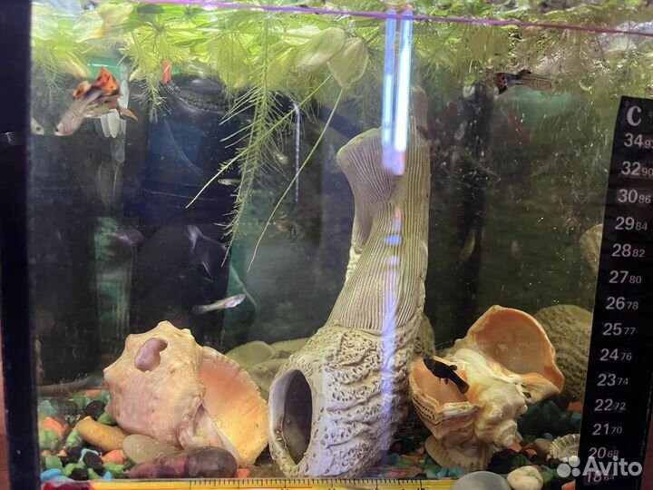 Аквариумы с рыбками 10 л,и 35 л