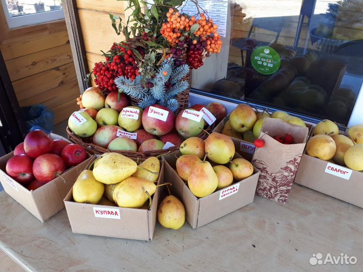 Саженцы яблони и груши