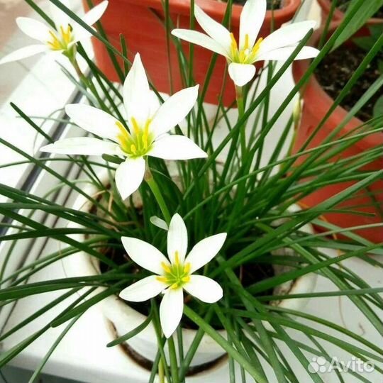 Комнатные цветы Зефирантес выскочка