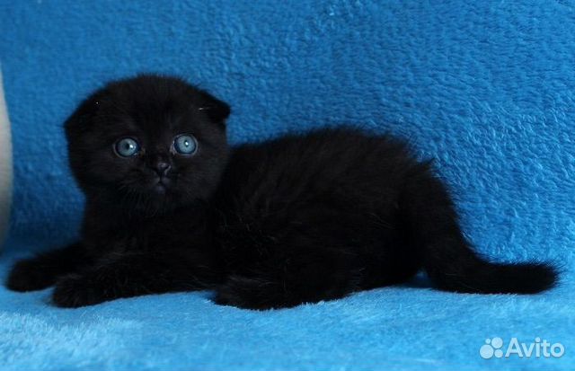 Вислоухий британец котенок фото черный