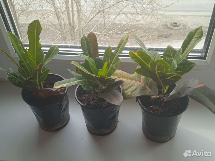 Кодиеум кротон