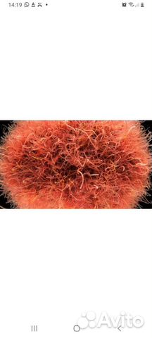 Аквариумные рыбки своего разведения