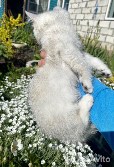 Британский шикарный мальчик