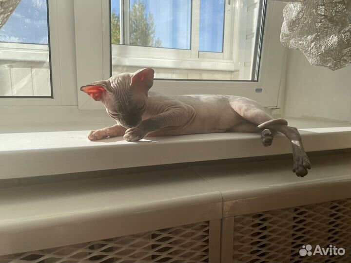 Зооняня, выгул, передержка