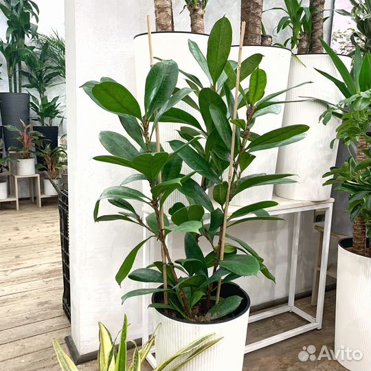 Ficus Cyathistipula 3 ствола - 1 метр